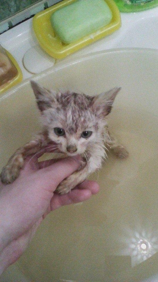 Прикольные животные