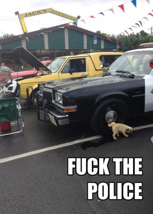 Подборка самых смищных картинков из интернетов
