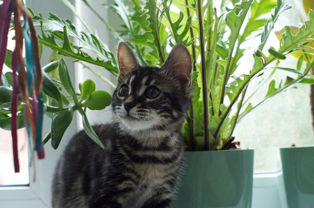 Коты из сети