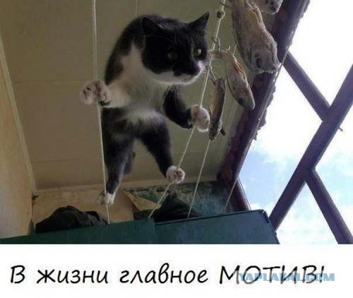 Кот-экстремал ворует сало из кормушки для синичек