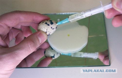 Таинство масленицы (15 фото)