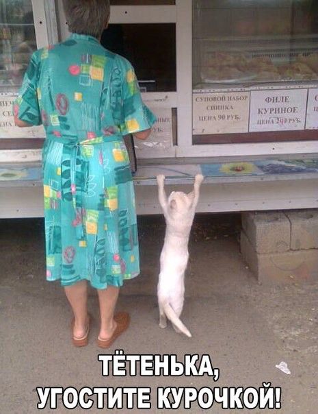 184 картинки для поднятия настроения!