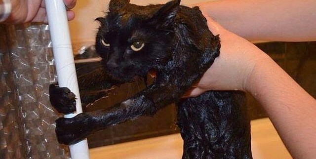 Коты и Кошки