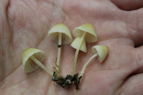 Не употребляйте наркотики