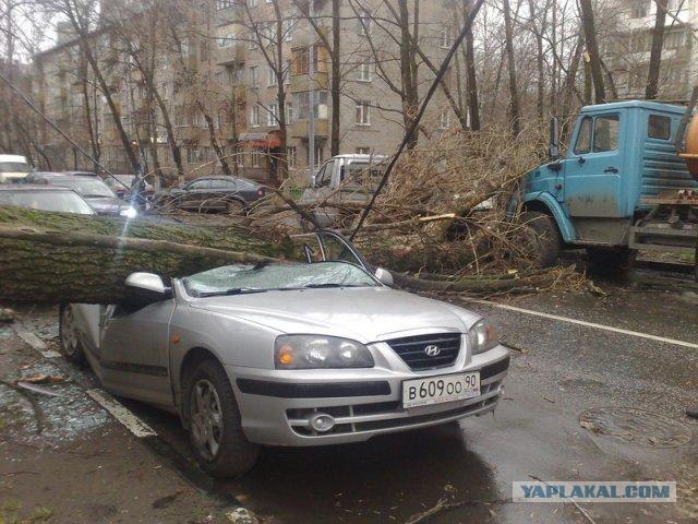 Хюндай Vs дерево