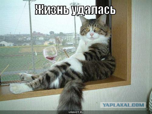 Отнесите котейку на пляж