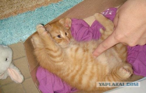 Коты на вторник на ЯПлакалъ (07.10.2008)