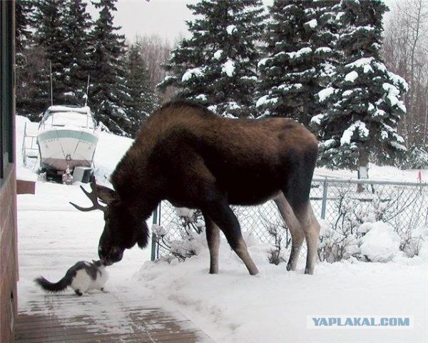 Веселая звериная семейка