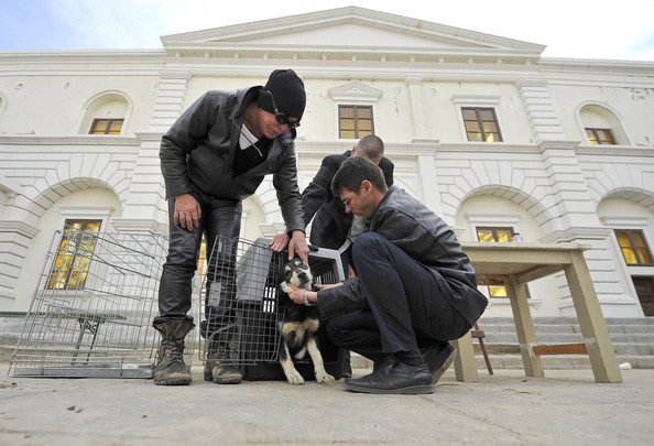 Микки Рурк приютил бездомную румынскую собаку