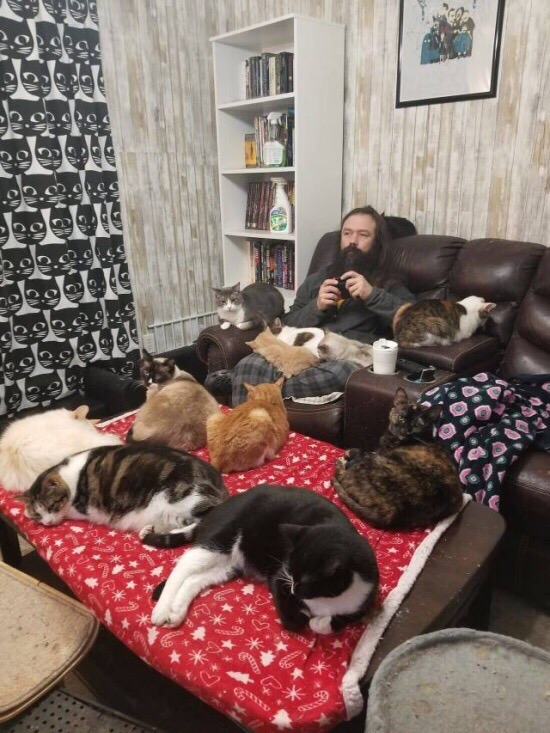 Прикольных котов пост