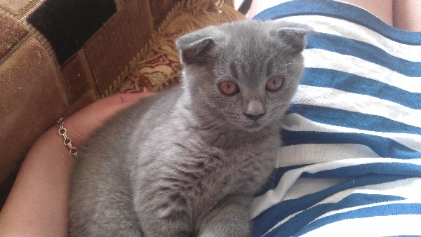 Котовторник 10. 07. 2012