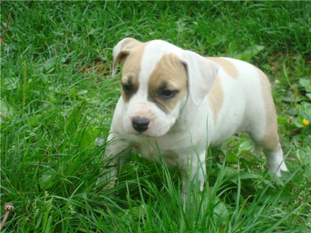 Собакочетверг