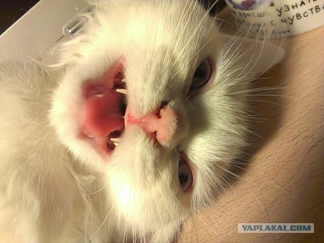 Котовторник 11.09.2012