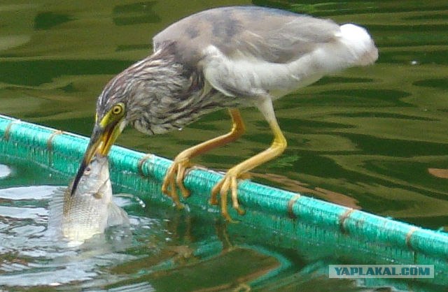 Мгновение удачной охоты