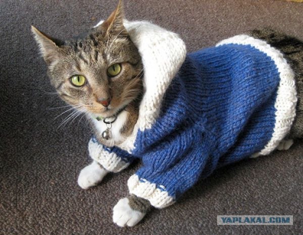 Капот закрыл! Быстро!