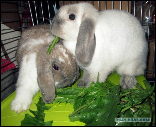 Кролик хотел чихнуть