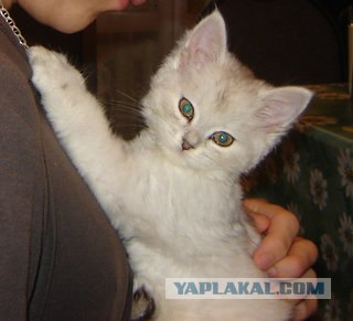 Принес кошку