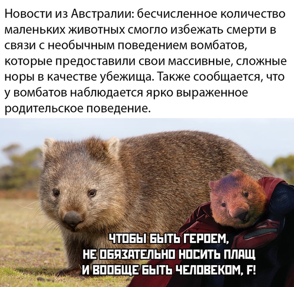 Прикольные картинки и фото с надписями и коментами