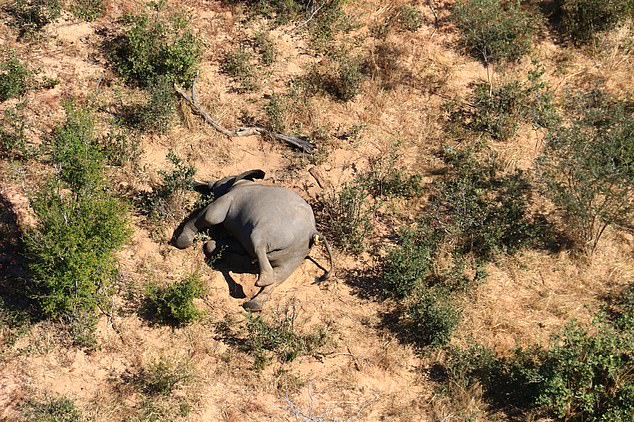 В Африке таинственно погибли сотни слонов
