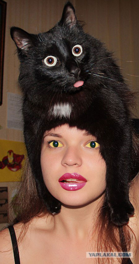 Эпичный кот