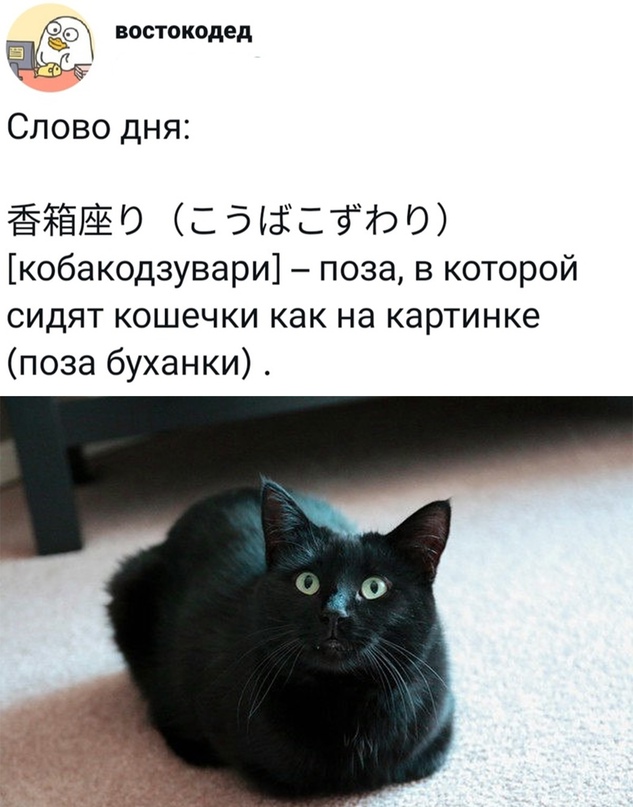 Человек собаке друг и другие картинки под настроение 13.01.2022