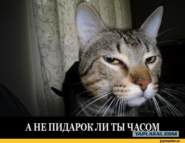 "Эти глаза напротив..."
