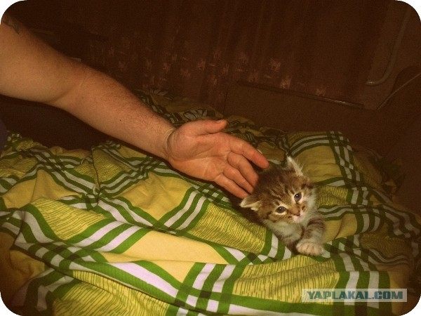 Котовторник 16.04.2013