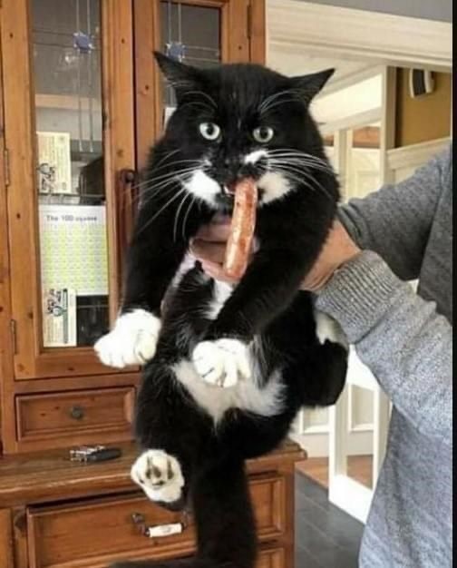 Не только котовторник, а еще и Всемирный день кошек!