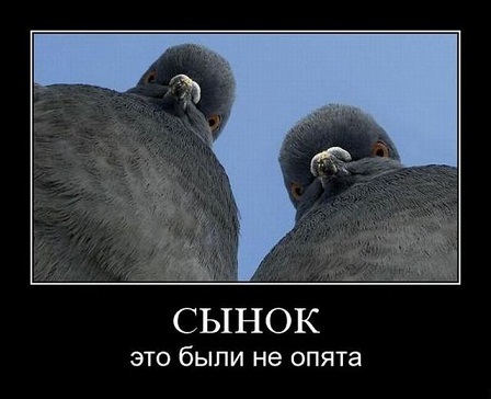 Ворона