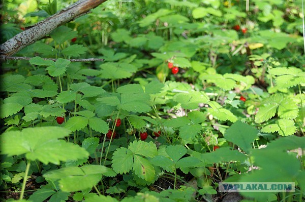 Лето в банках от FrauMartа)), Консервируем...