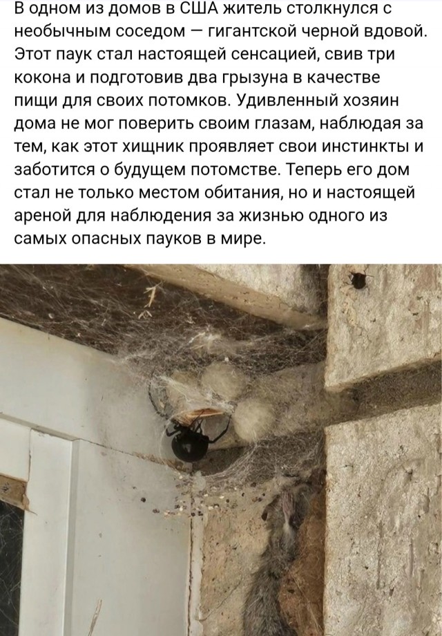 Картинки для деградации 94 (разной степени свежести)