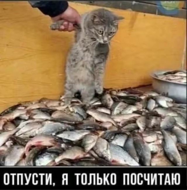 К котовторнику: подборка картинок-баянов с котиками и про котиков. Выпуск 26.