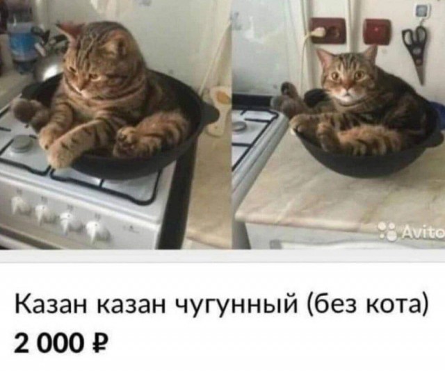 К котовторнику: подборка картинок-баянов с котиками и про котиков. Выпуск 40.