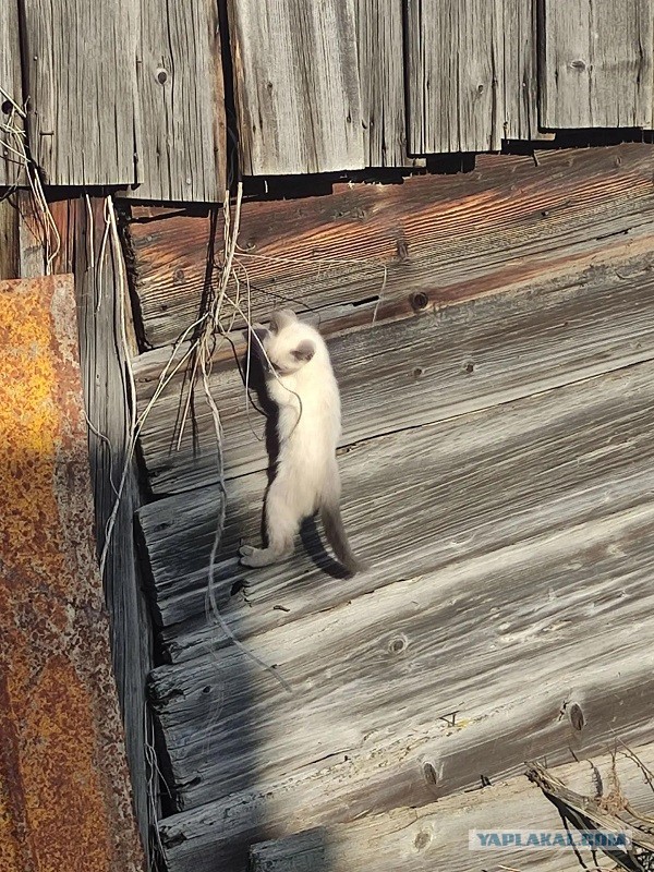 Родились у нас котята...