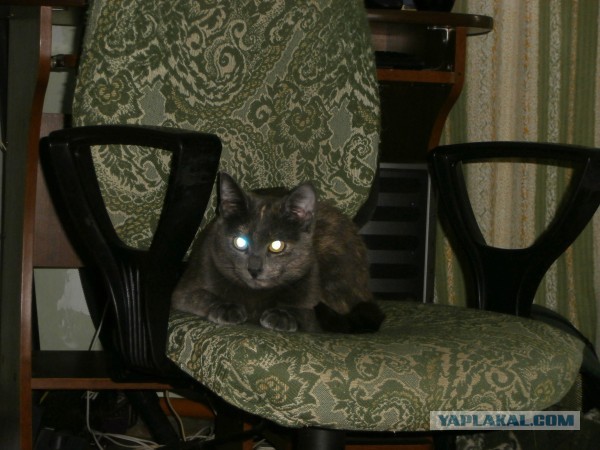Котовторник 17.09.2013