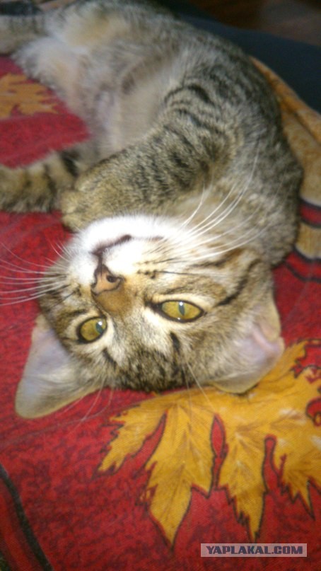 Котовторник 05.03.13