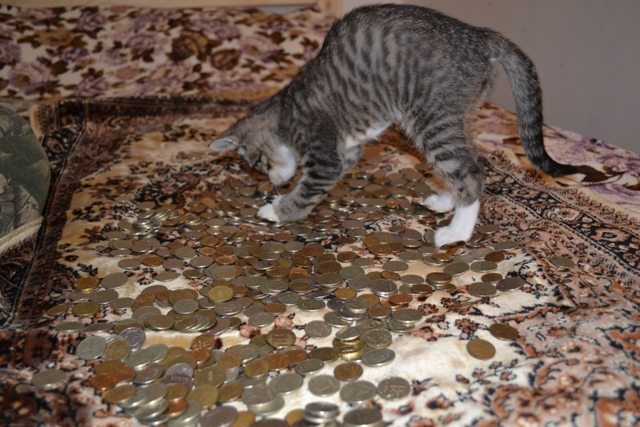 Котовторник   15.04.2014