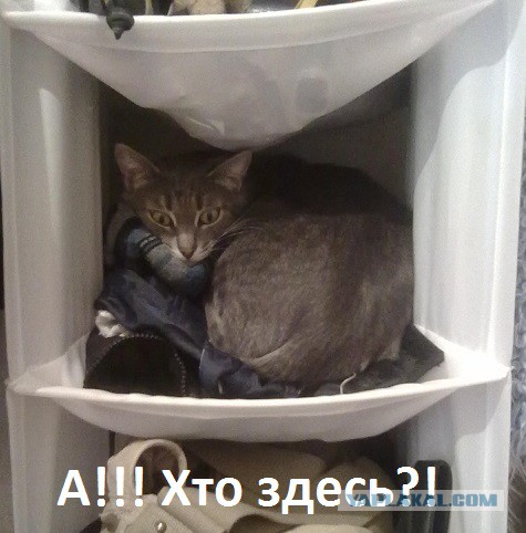 Котовторник 29.04.14.
