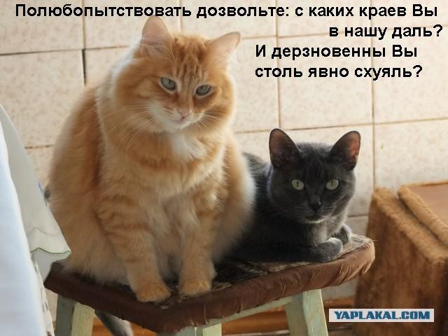 Завели хорька!