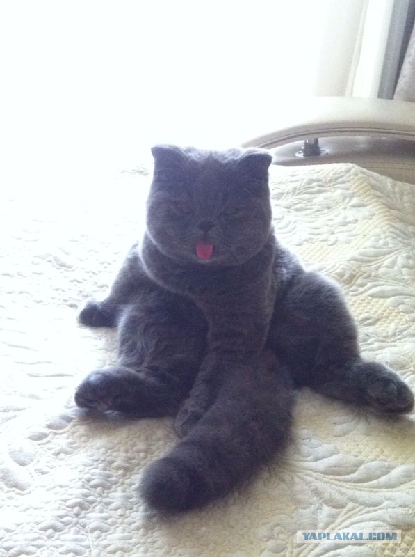 Кот нашей мечты