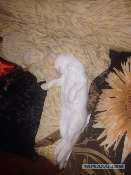 Котовторник 26.08.14.