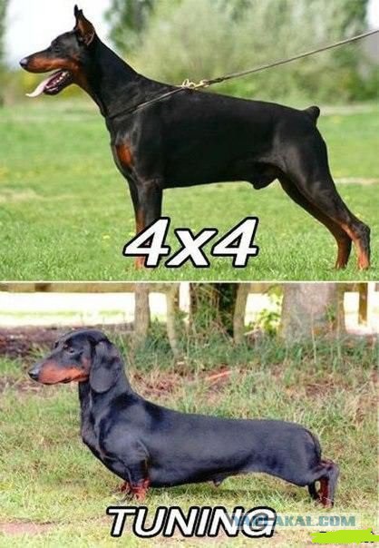 Смешные картинки, приколы, комментарии и прочее...