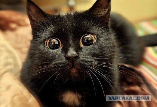 Котовторник