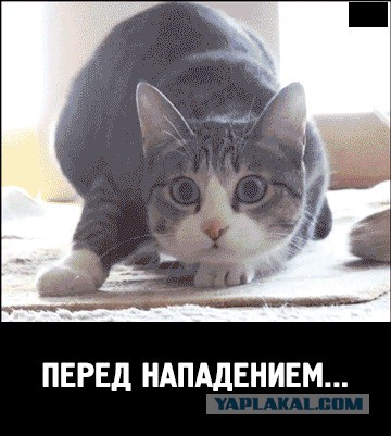 Котовторнику посвящается.
