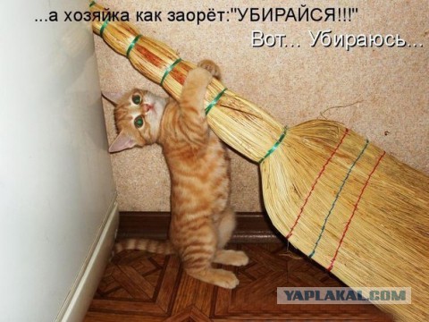 25 котофотоприколов.