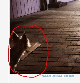 Как в Германии строят дома за 2 дня