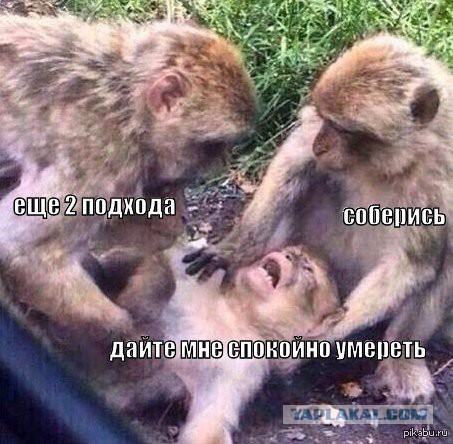 Прикольные фото и картинки