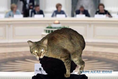 Фотожабы на кандибобер