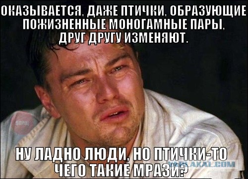 Приколы из сети