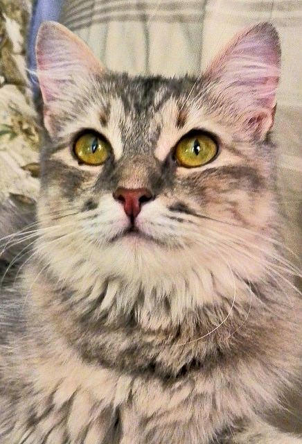 Пост невероятной кошачьей красоты. 25 фот.